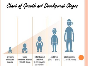 3 stages-of-growth-and-development-3-638